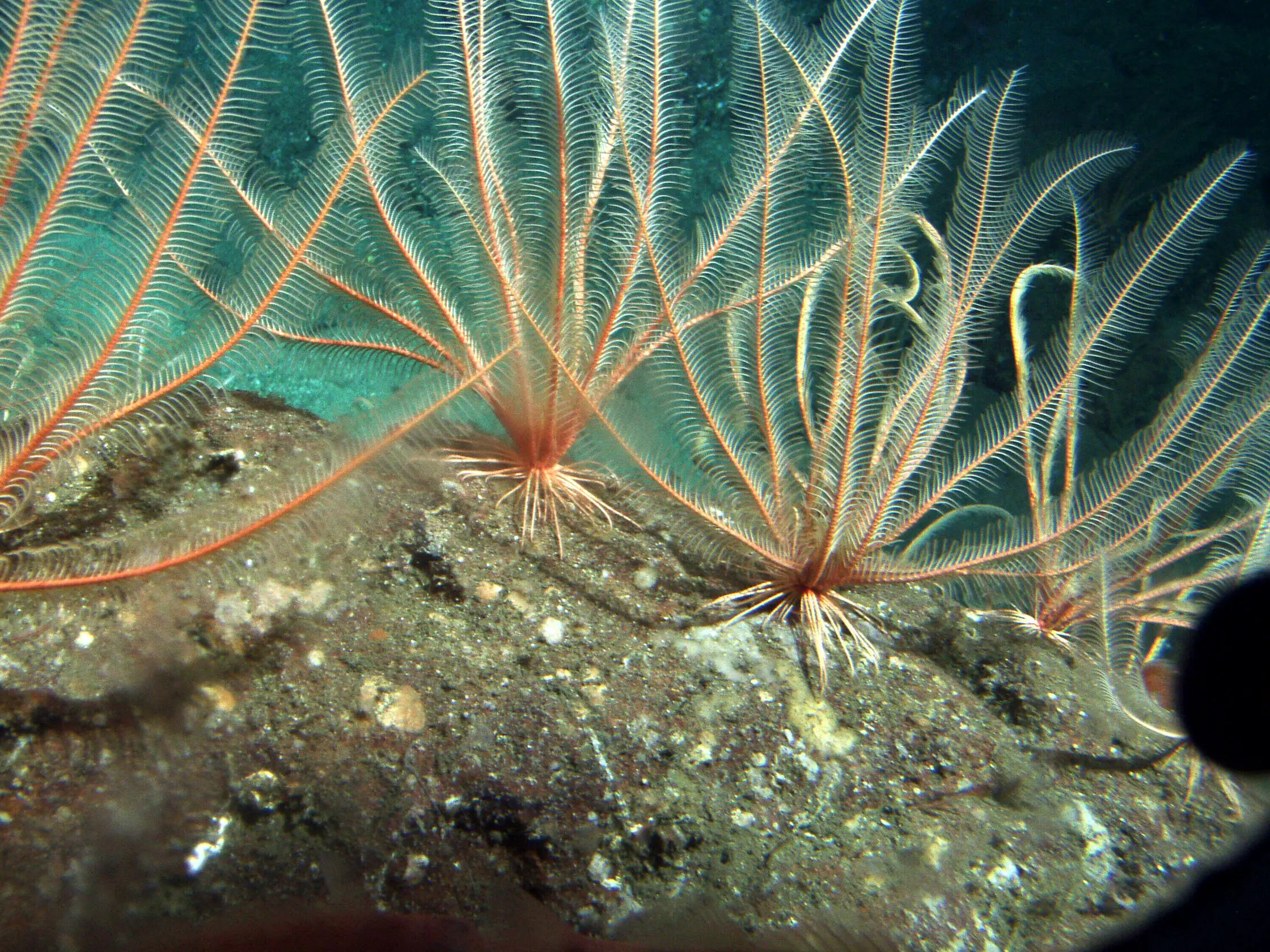 Curious Creatures of the California Coast: Crinoids