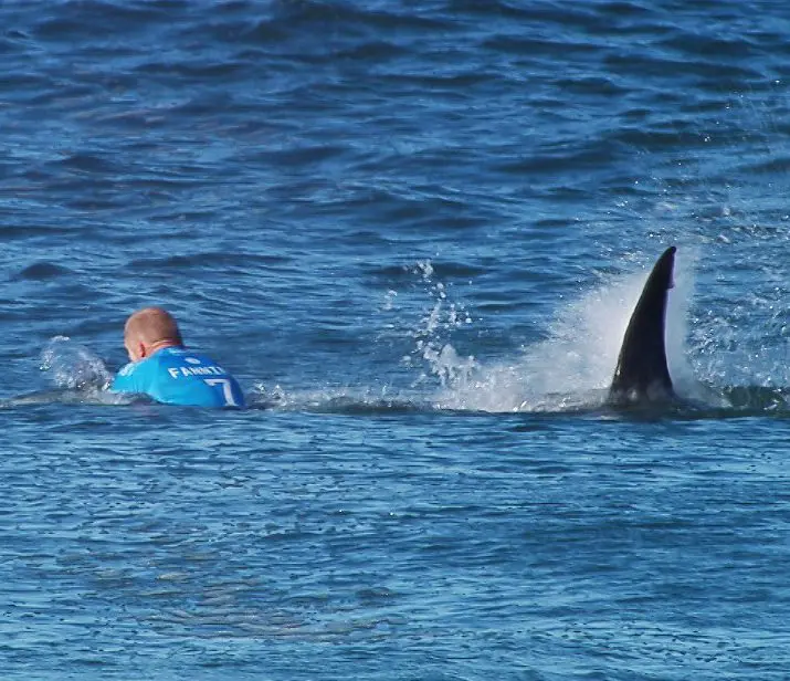 Shark Attacks and the Surfer’s Dilemma: Cull or Conserve?