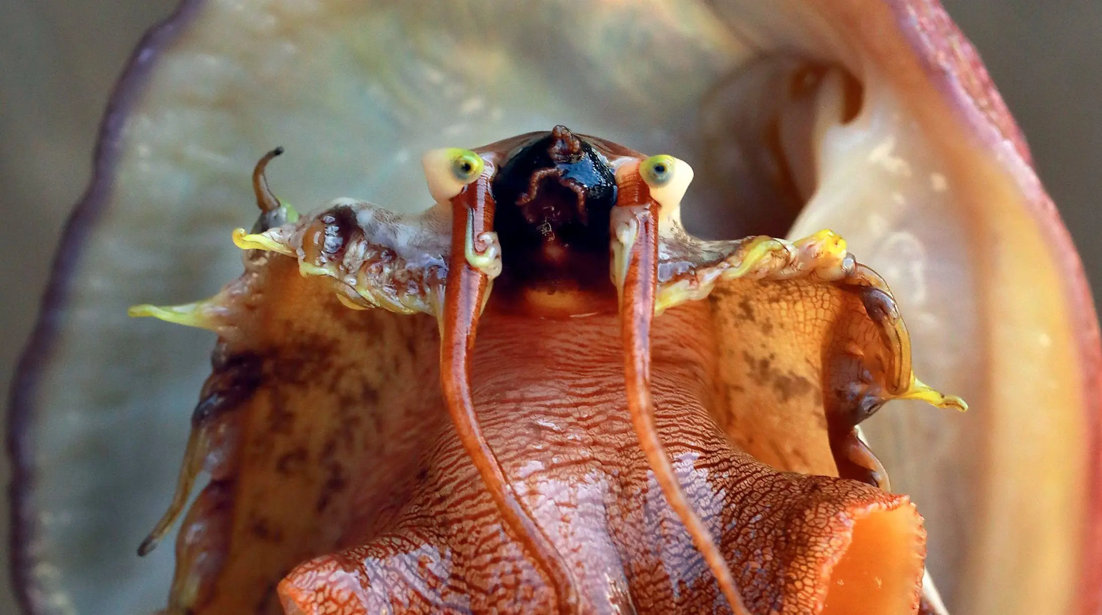 Legend of the Killer Abalone